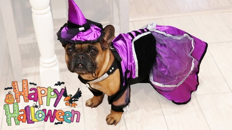 Собачка Дэйзи выбирает костюм для Хэллоуина Daisy buys a Halloween