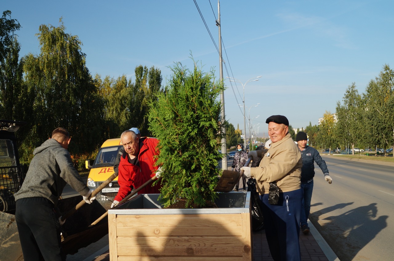 Тротуарную плитку украсили …туи!