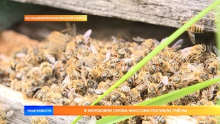 В Мордовии снова массово погибли пчёлы