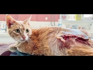 He Will Survive Ugly Back Injury This Sweet Orange Cat Just Doesn't Know It Yet! - VET Rescue