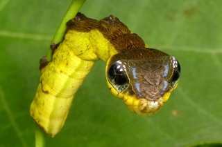 Snake-mimic caterpillar, Hemeroplanes triptolemus, Sphingidae