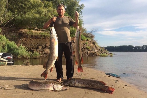 рыба щука. Fradkoff рыбы. Fishing l. Fishing l. щука.