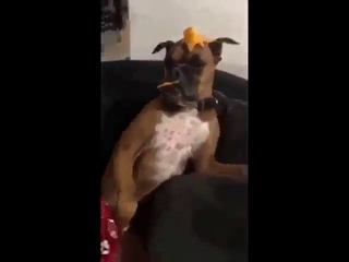 Собачий Манекен Челендж!!! Dog in ! MANNEQUIN CHALLENGE