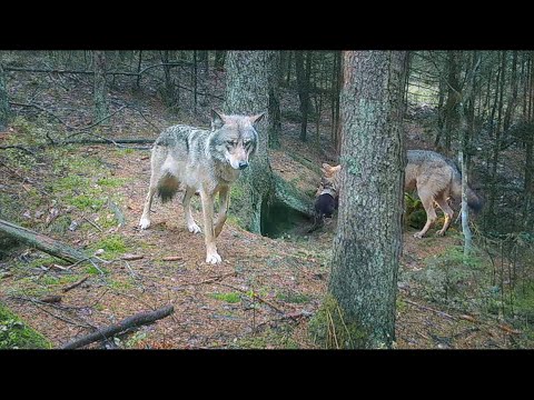 Wolves den no more in open