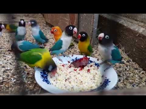 неразлучники и масковые и