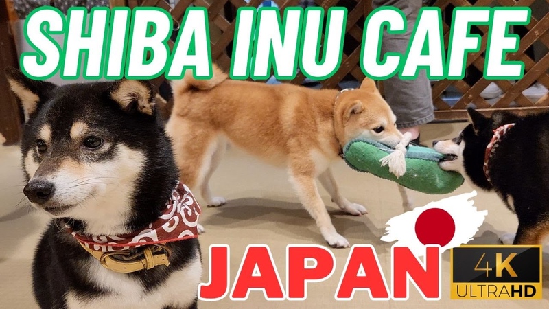 Mame Shiba Inu Cafe Japan, Dogs Cafe in Tokyo, Cutest Cafe Travel in Japan, Tiny Shiba,