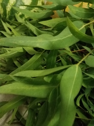 АБХАЗИЯ ГАГРА ПИЦУНДА АФОН TRAVEL Донецк | Сочи