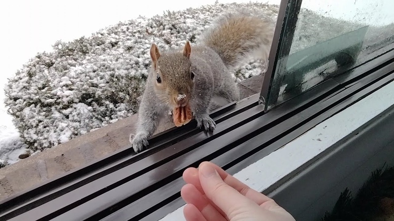 Snowy squirrels and frozen