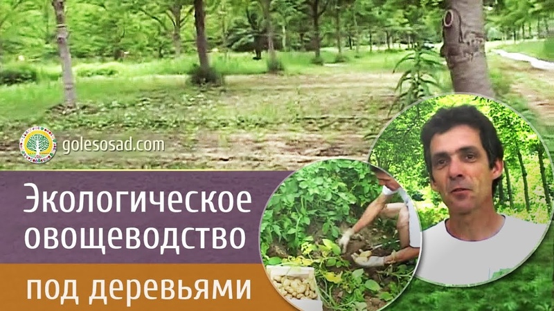 ЭКОЛОГИЧЕСКОЕ ОВОЩЕВОДСТВО ПОД