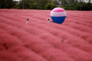 напомнить розовый