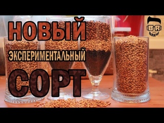 Новая экспериментальная варка + лайфхак для начинающего пивовара