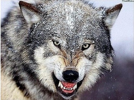 Саня Лис | Харьков