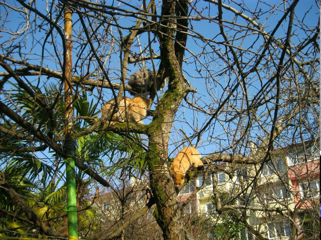 Наталья Полтавцева | Сосновый Бор