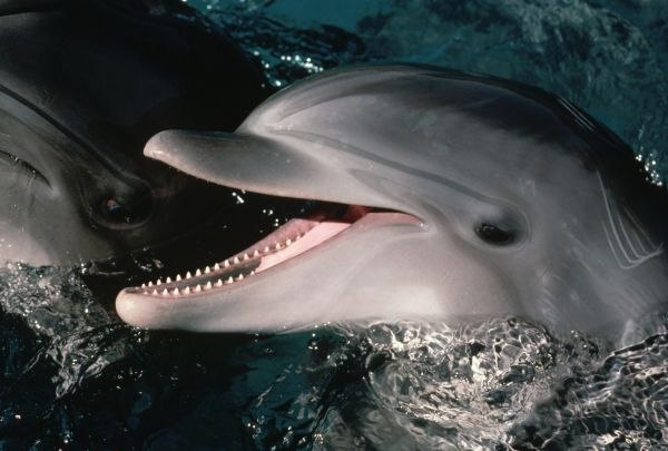 №41, Мариэль Линдар, Иваново, Россия №41, Мариэль Линдар, Иваново, Россия