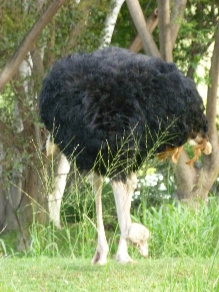 Лариса Федорова | New York City