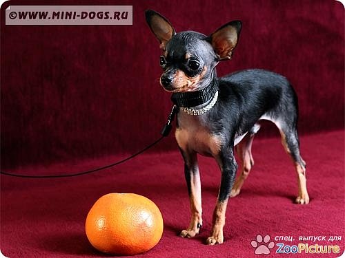 №161, Диана Каширина №161, Диана Каширина