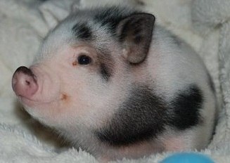 Юлия Романова | Днепр (Днепропетровск)