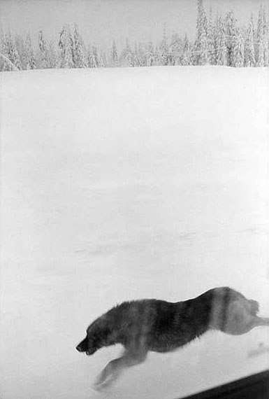 №93, Дмитрий Ткач, Киев №93, Дмитрий Ткач, Киев