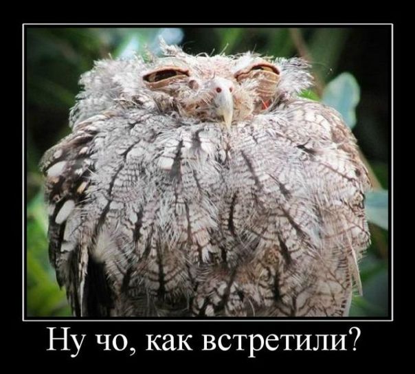 №51, Николай Денисов, Санкт-Петербург №51, Николай Денисов, Санкт-Петербург