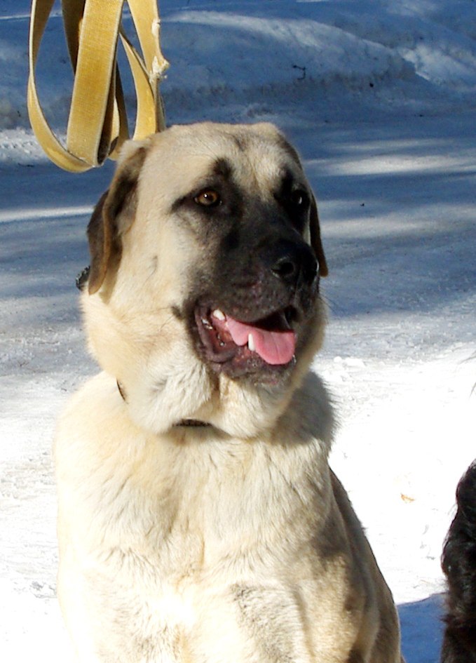 Дмитрий Андреев | Череповец