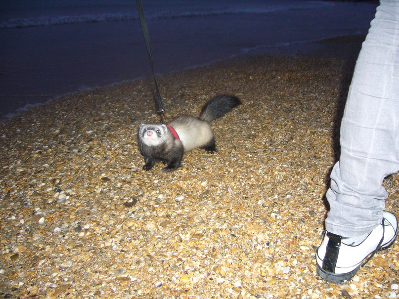 Ирина Загорулько | Севастополь