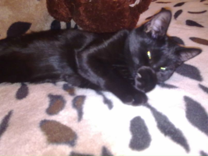 Анжелика Шамарина Ивановна | Архангельск