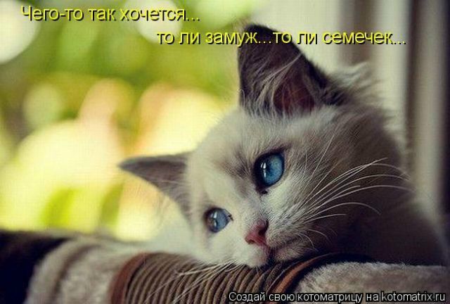 №71, Селена Ерёменко, Воронеж №71, Селена Ерёменко, Воронеж