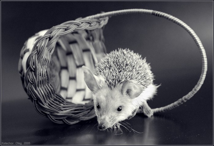 Нина Копылова | Вологда