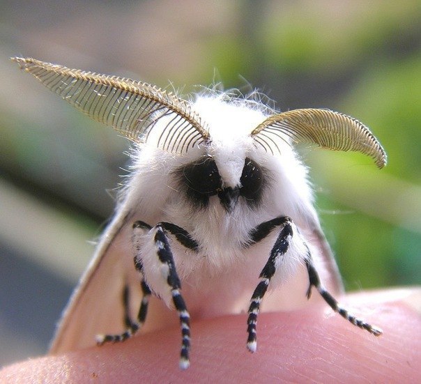 Максим Ковальов | Киев