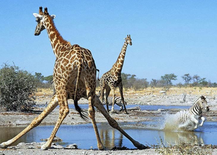 Нуриш Дагов | Керки (Атамурат)