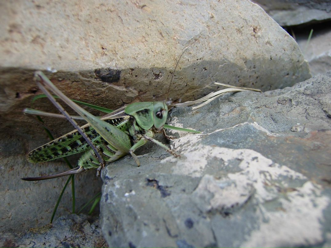 Михаил Шмелев 