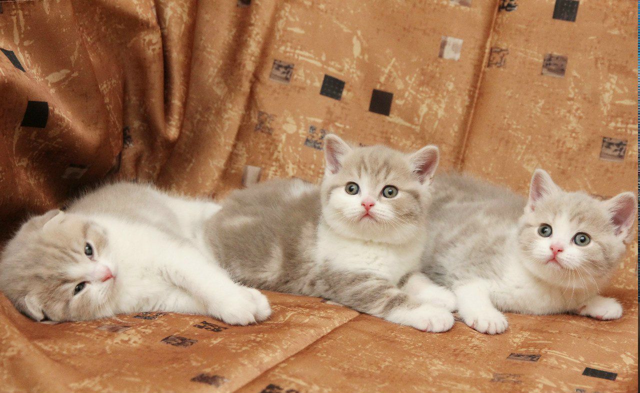 Георгий Неровный InspectorKotofey | 