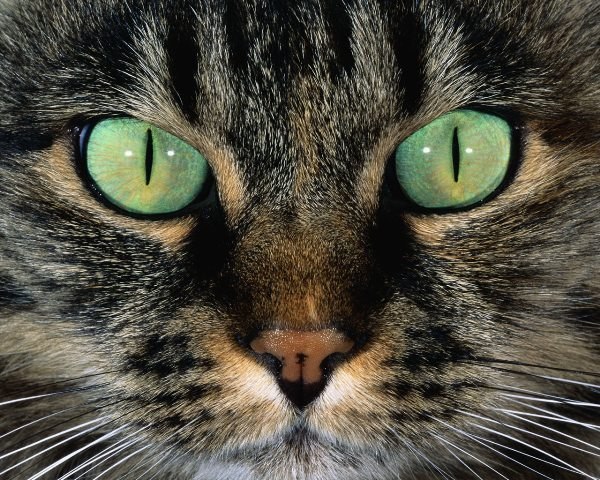 Светлана Нижник | Санкт-Петербург