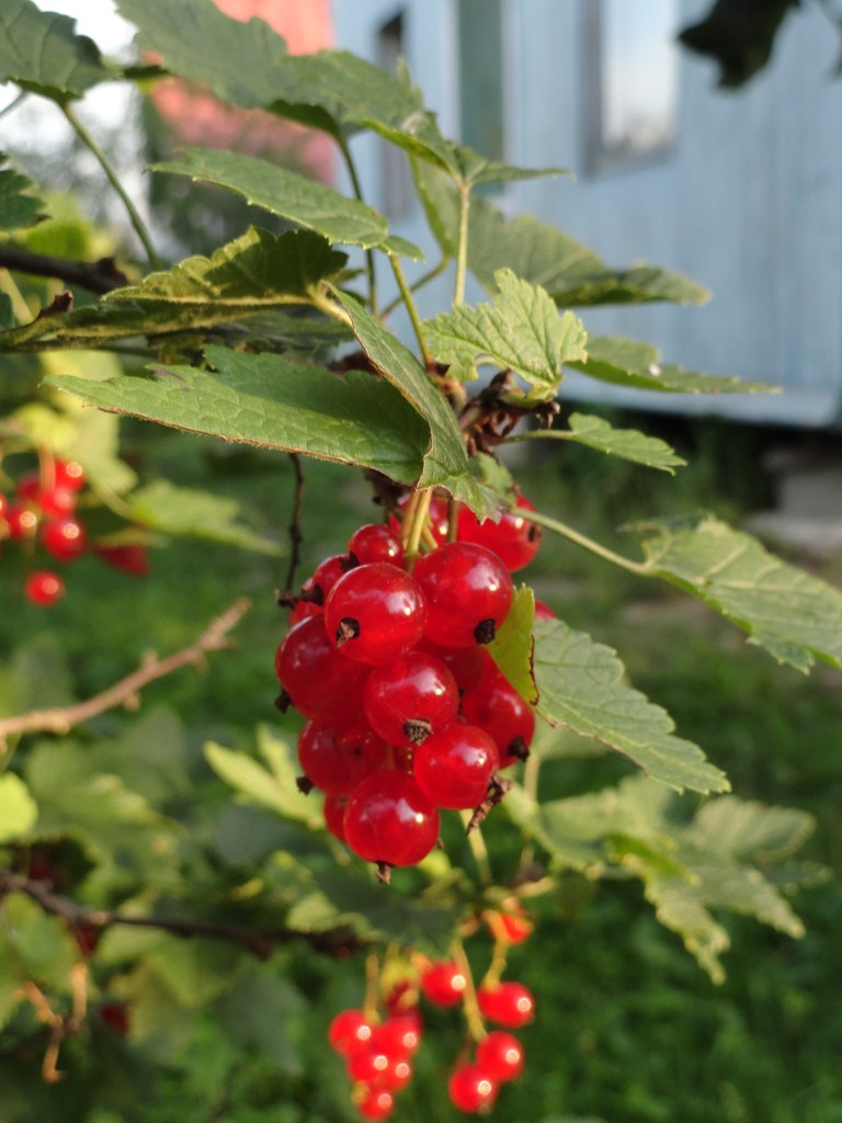 Настасья Лунная | Калуга