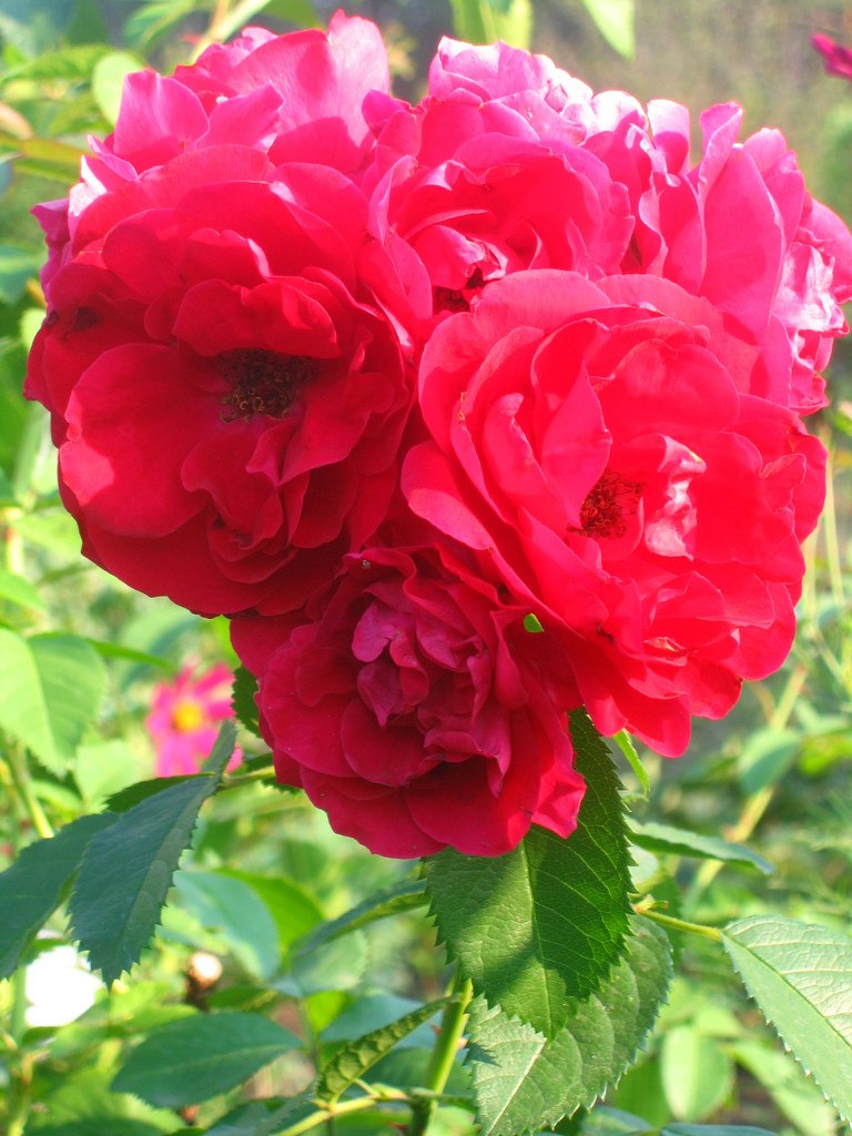 Роза Михайлова | Чебоксары (деревня)