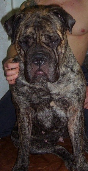 Людмила Садуненко стрижки собак и кошек | Павлоград