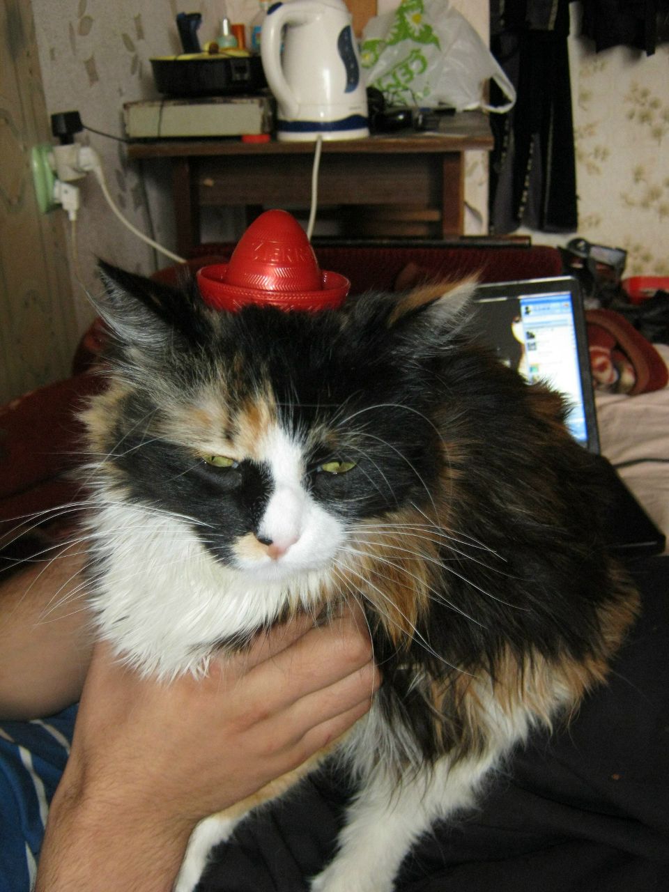 Кирилл Текучев | Калининград