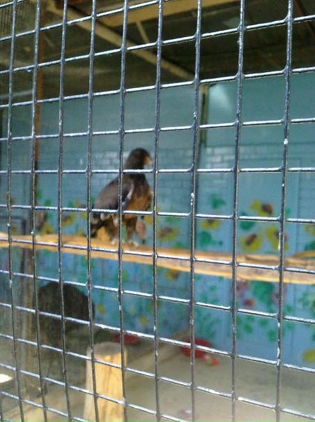 №83, Андрей Негодяев, Воронеж №83, Андрей Негодяев, Воронеж