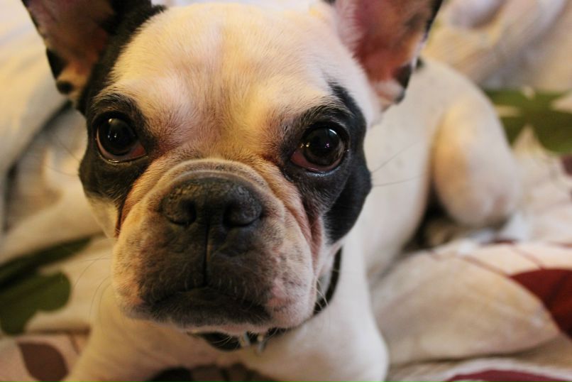 Никита Брага | Санкт-Петербург