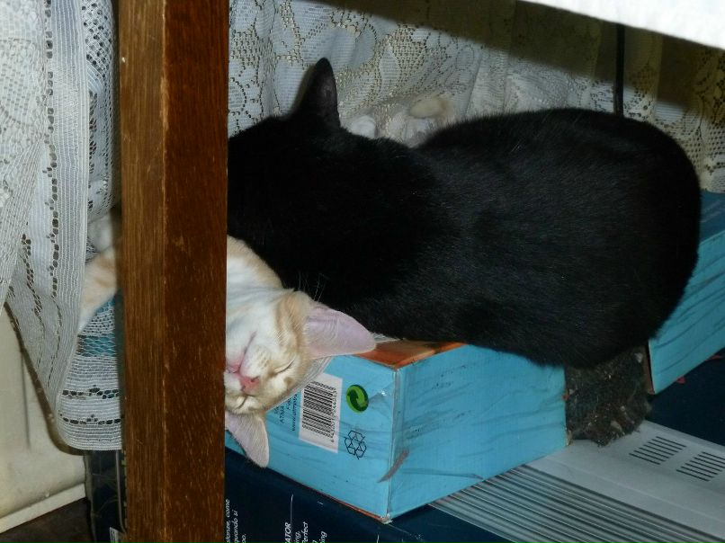 Татьяна Вишневкина | Санкт-Петербург