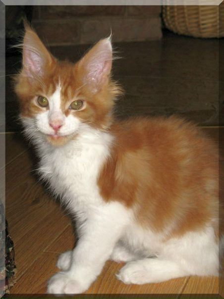 №32, Almina Emilitacoon, Каунас №32, Almina Emilitacoon, Каунас