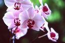 Фотография Сулейманова Амира