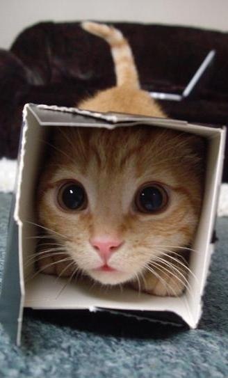 Анатолій Доротюк Бандерович | Киев