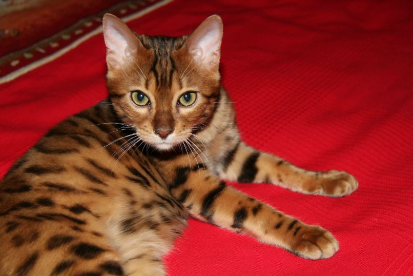 Ольга Митрашкова | Москва