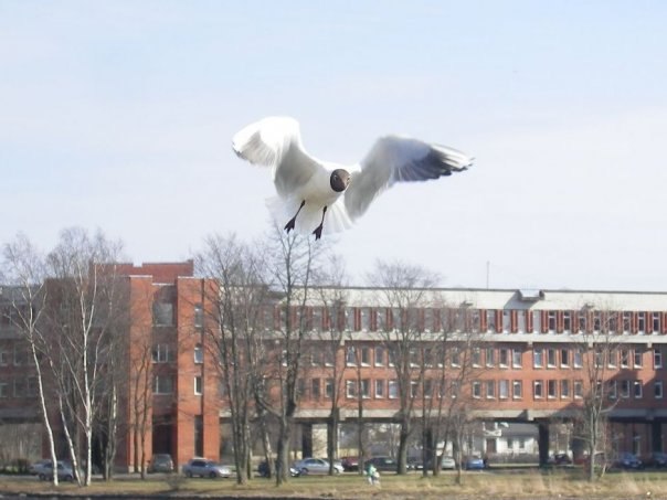 Роман Розов | Санкт-Петербург