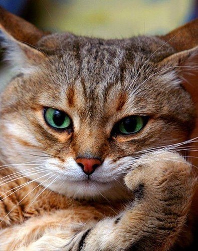 Tamara Sopoeva | Москва