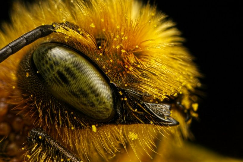 Олег Голодняк | 