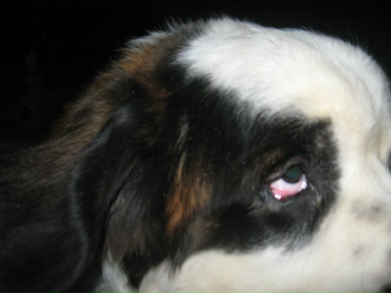 Ванек Петрикей | Чернигов