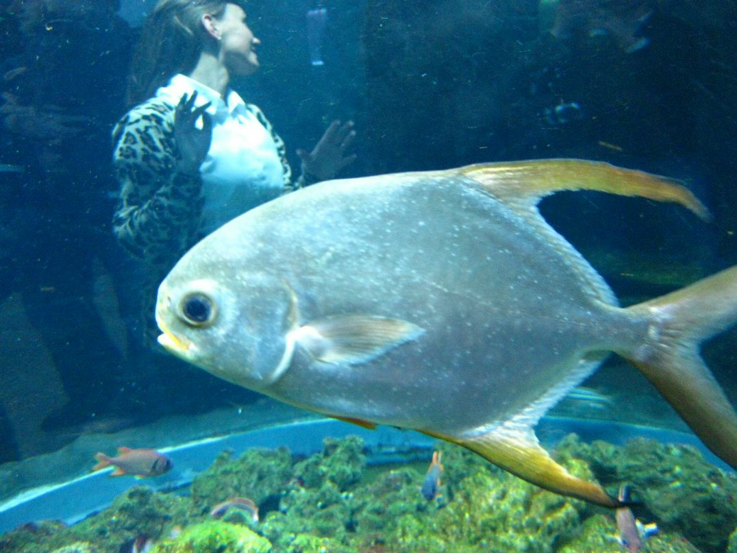 Оленька Кургузина (Волонтырь) | Одинцово