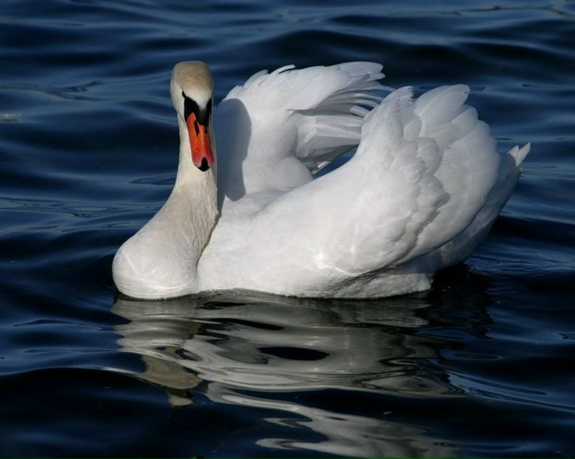 Ирина Лебедева | Калининград